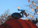 Kies als voorbeeldfoto voor het album: Jungle Book Carnaval Happening